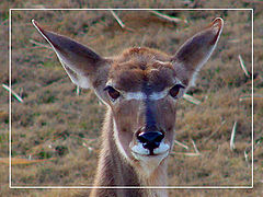 photo "Greater Kudu (female)"