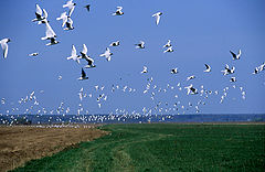 photo "Sea-gulls"