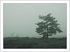 photo "*****"