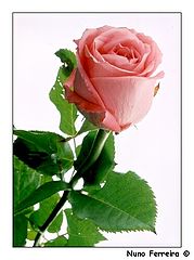 фото "Rose Connection #1"