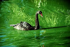 фото "Black Swan"