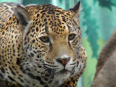 photo "Lady Jaguar"