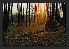 фото "Sunset"