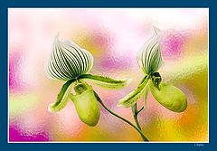 фото ""Оранжерейные мы!..""