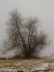 фото "Foggy Morning"