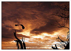 фото "Evening"