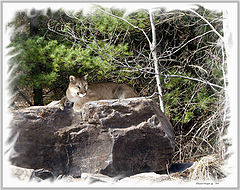 фото "On the Bolder"