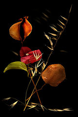 photo "Untitled photo"