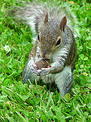 photo "Squirrel"
