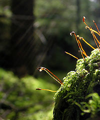 photo "In the forest"