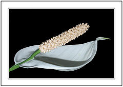 фото "In memory of..."