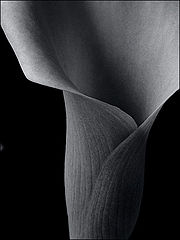 photo "calla"