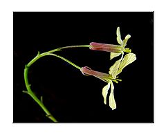 фото "Delicate"