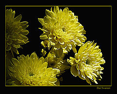 photo "yellow flowers"