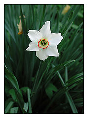 photo "The Lone Star."