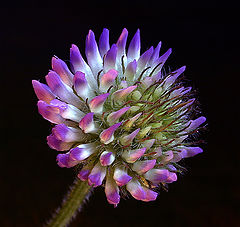 photo "Wild Flower"