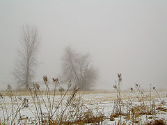 фото "Misty Morning"