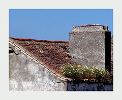 фото "The Roof Garden"