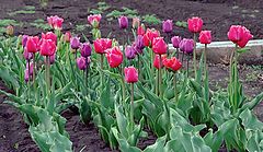 фото "Пора тюльпанов"