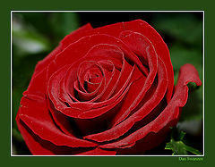 photo "***"