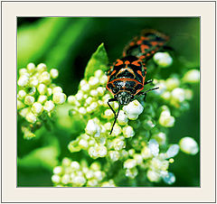 photo "Motley photo"
