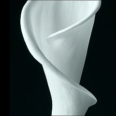 photo "calla 4"
