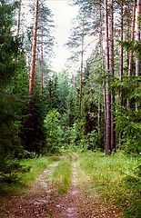 фото "Дорога в сосновом лесу"