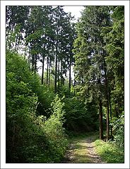 фото "The Woods"