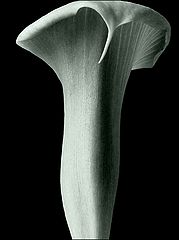 photo "calla 2"