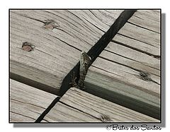 photo "Peeking"