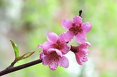 фото "Знаки Весны (1)"