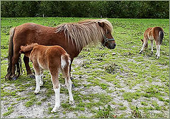 photo "Baby ...(2)"