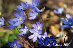 фото "Forest flowers"