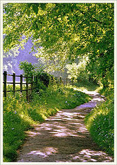 photo "Morning"