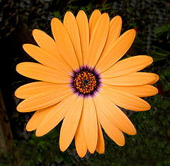 фото "A Cool Color Combo...."