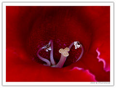 photo "Something about pistils and stamens - lesson 6"