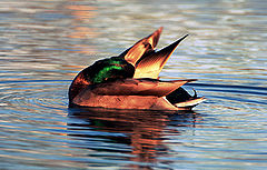 фото "Ballet on the water"