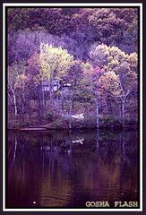 photo "Reflection"