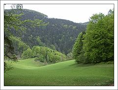 фото "Something Green"
