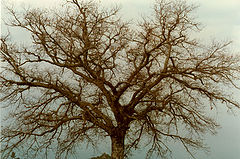 photo "Picture II"