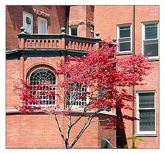 photo "A japanese maple in the patio"