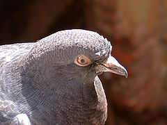 photo "Pigeon"