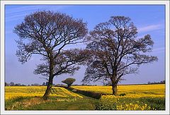 photo "Spring Landscape, Buckinghamshire"
