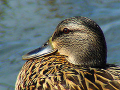 photo "Mallard Lady"