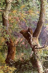 photo "Trees III"