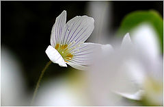 photo "One for You"