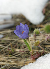 photo "May snowdrop"