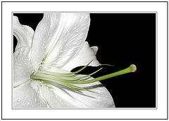 фото "The Heart of a Beautiful Woman"
