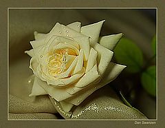 photo "Yellow rose"