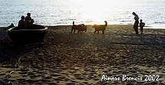 фото "Evening etude"